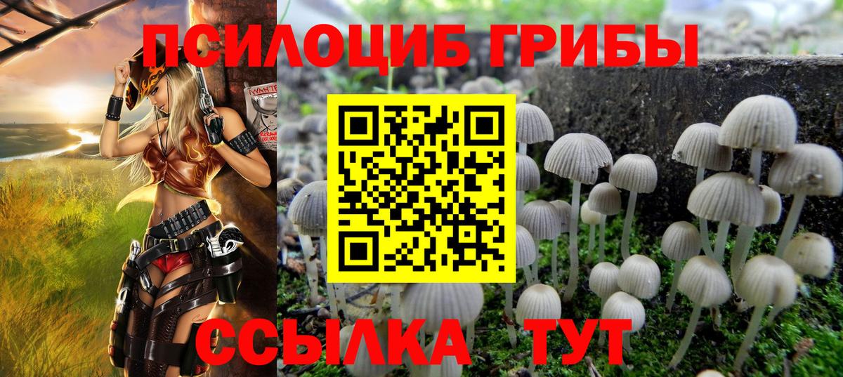 Кропоткин  Галлюциногенные грибы Psilocybe  Вход с VPN 